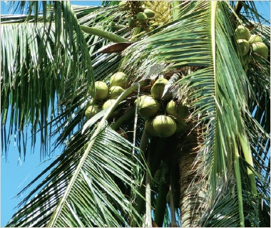 日清有機エキストラバージンココナッツオイル(130g)