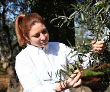 ルイーザ(LUISA) 有機エキストラバージンオリーブオイル　6本　10%OFF　美濃焼 アヒージョ皿　プレゼント　送料無料