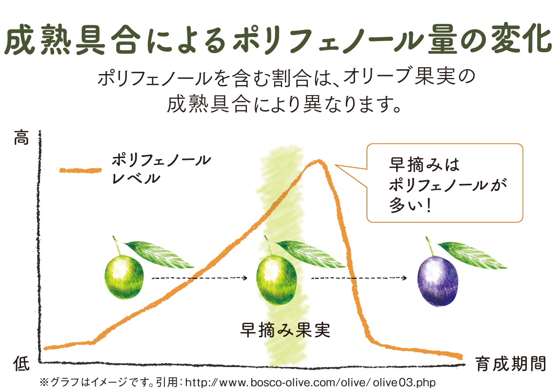 成熟具合によるポリフェノール量の変化