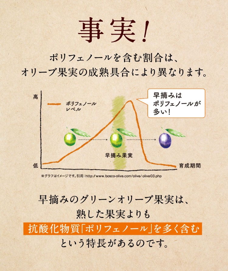 事実！ポリフェノールを含む割合は、オリーブ果実の熟成具合により異なります
