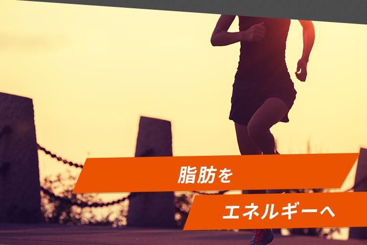 脂肪をエネルギーへ