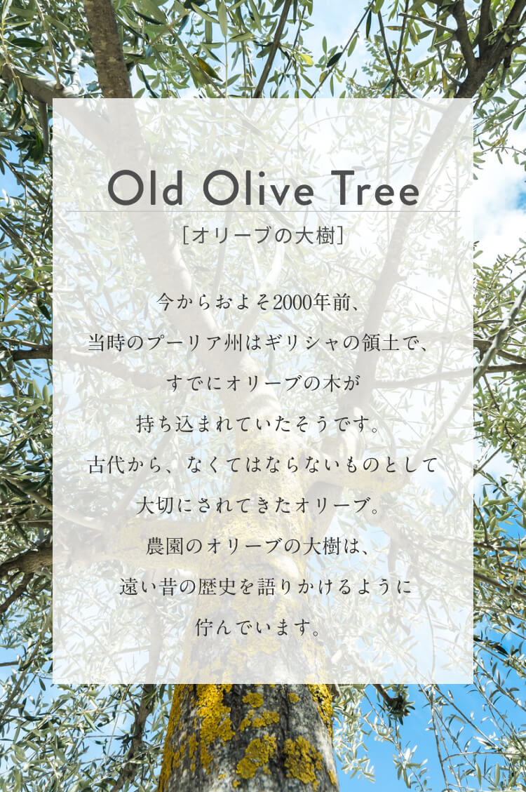 Old olive tree オリーブの大樹