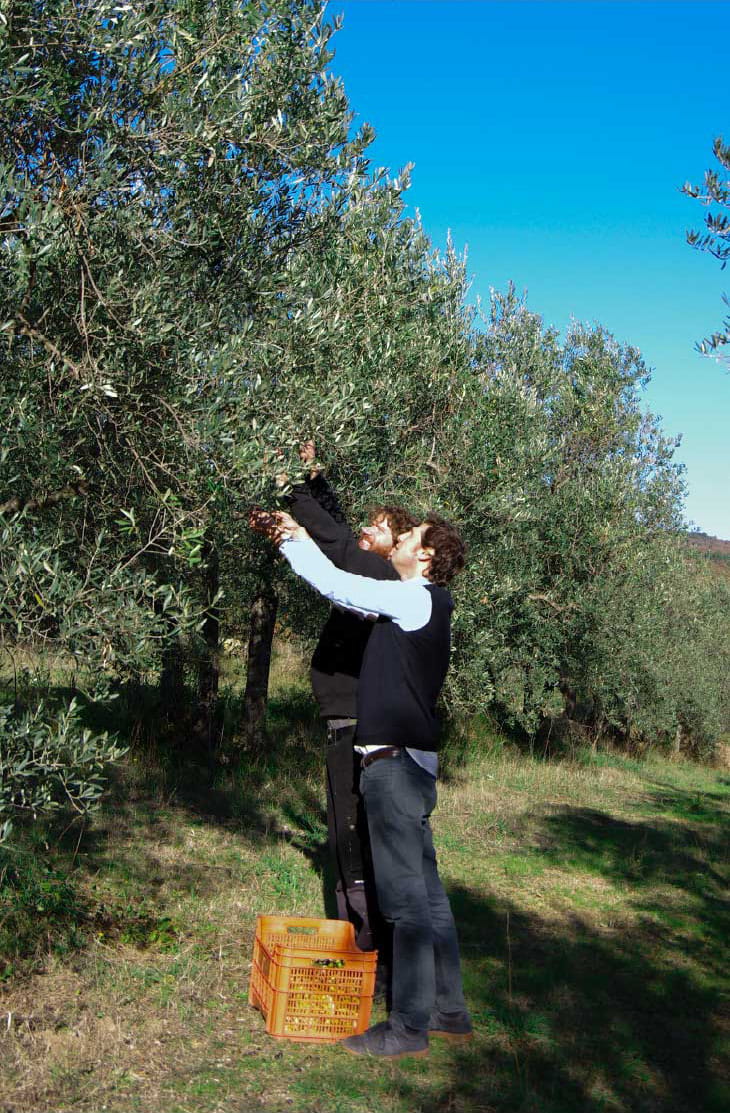 健康志向への関心の高まりととも増加してきたエキストラバージンオイルの輸入量