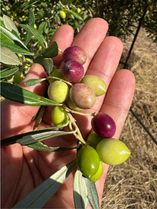 オリーブの実