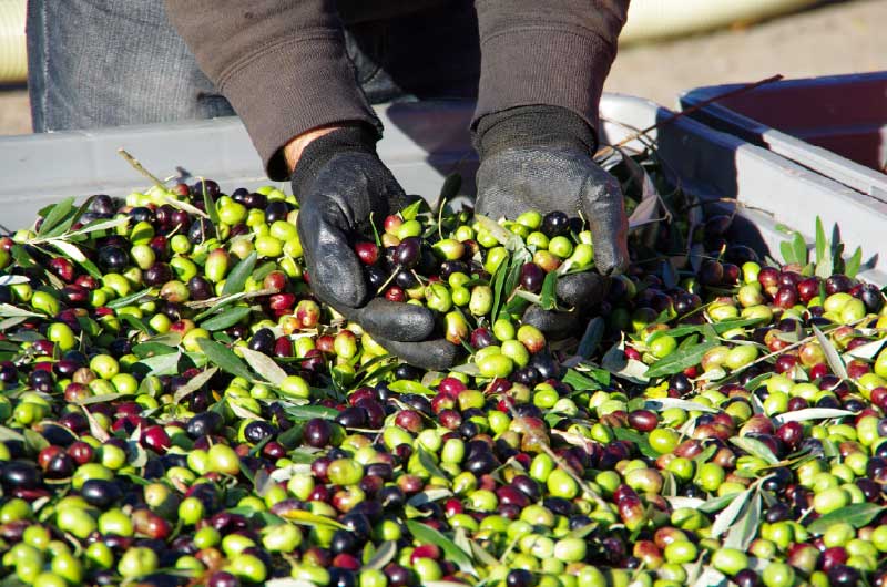 オリーブイメージ2