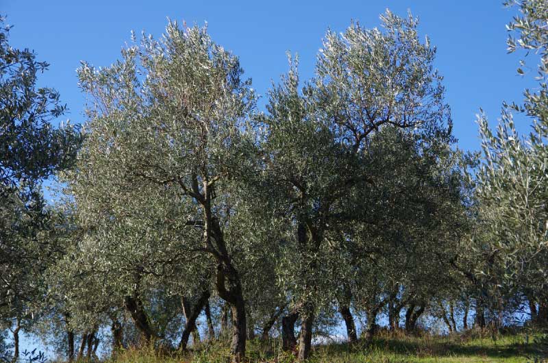 オリーブイメージ3