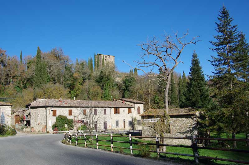 オリーブイメージ4