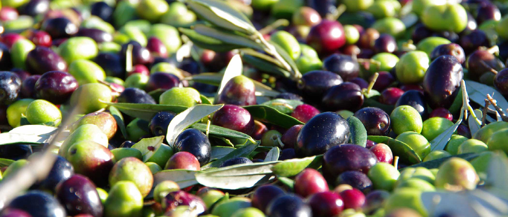 オリーブの実