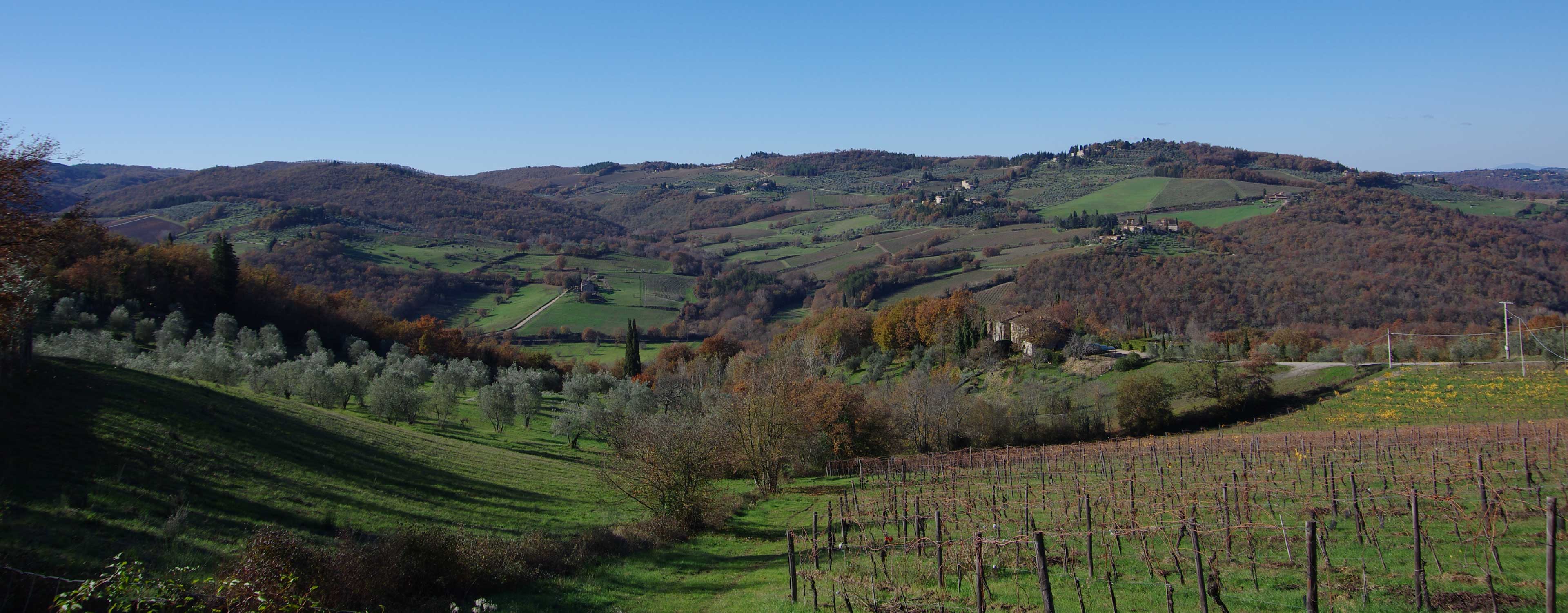 オリーブ農園の風景